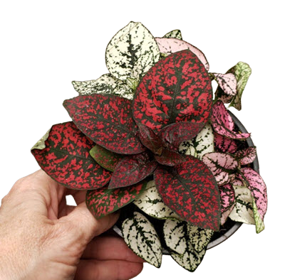 Multi Colors Same Pot